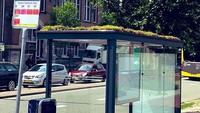 Utrecht merupakan kota keempat terbesar di Belanda yang memiliki 316 halte bus. Dengan waja baru halte bus ini, diharapkan dapat menjadi habitat lebah untuk berkembang biak. Istimewa/Boredpanda.