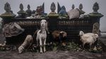 Melihat Ritual Kasada, Larung Sajen di Gunung Bromo