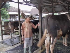 Senangnya Peternak yang Sapinya Dibeli Jokowi untuk Kurban di Sulbar