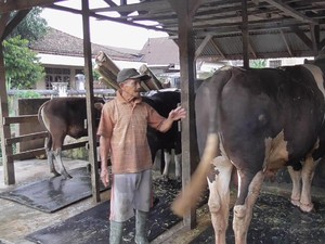 Senangnya Peternak yang Sapinya Dibeli Jokowi untuk Kurban di Sulbar