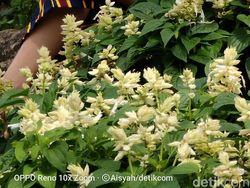 Jepretan Outdoor Cantik dari Kamera Oppo Reno 10x Zoom