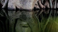 Begini potret kepala Patung Budha dimakan pohon di hutan Mangrove. 