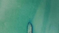 Pohon ini tumbuh di perahu yang sudah karam.