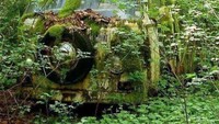Mobil siapa ini yang terdampar di hutan?