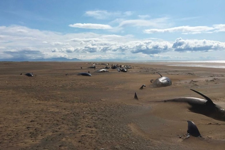 Puluhan Paus Pilot Mati Terdampar di Daratan Islandia Puluhan Paus Pilot Mati Terdampar di Daratan Islandia