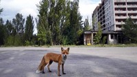 Ini hutan di tengah apartemen, atau sebaliknya?