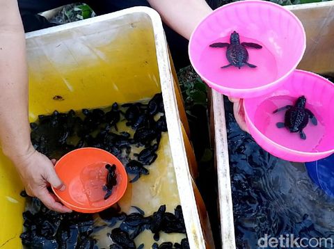 Anak penyu yang siap dilepas/