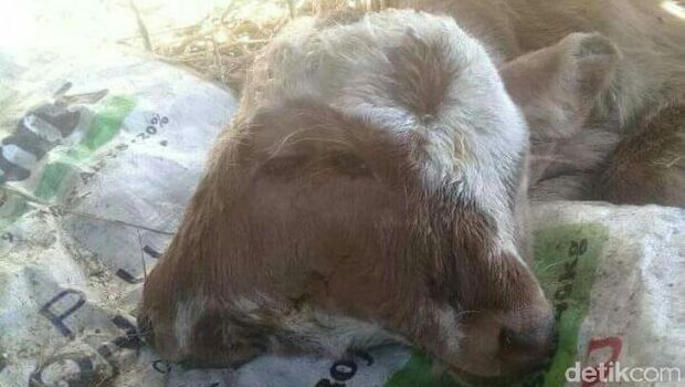 Ada Sapi Bermata Empat Hidup Normal di Grobogan