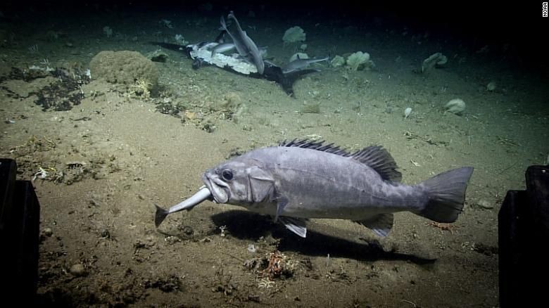Hiu lumpur atau dogfish laut dalam dimakan wreckfish (CNN) Hiu lumpur atau dogfish laut dalam dimakan wreckfish (CNN)