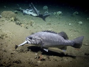Kejadian Langka, Hiu Ini Dimakan Ikan Lainnya
