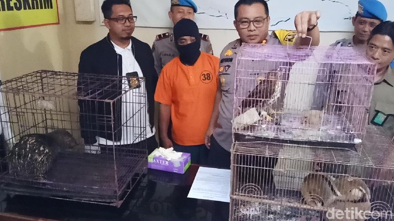 Pria Ini Diamankan Saat Jual Kukang, Landak, dan Elang di Kediri Pria Ini Diamankan Saat Jual Kukang, Landak, dan Elang di Kediri
