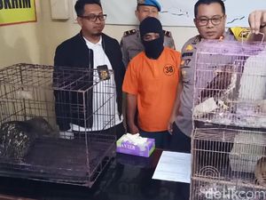 Pria Ini Diamankan Saat Jual Kukang, Landak, dan Elang di Kediri