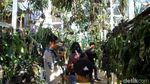 Foto: Mamasa Orchid, Taman Anggrek Cantik di Sulawesi Barat