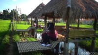 Mamasa Orchid menawarkan keindahan panorama alam khas pedesaan dan warna-warni anggrek di tengah persawahan (Abdy/detikcom)