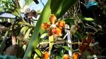 Foto: Mamasa Orchid, Taman Anggrek Cantik di Sulawesi Barat