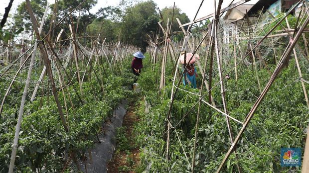 Di Bogor Petani Cabai Meraup Untung di Tengah Kemarau (CNBC Indonesia/ Muhammad Sabki)