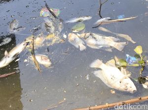 Ribuan Ikan Mati Mendadak di Saguling