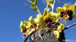 Foto: Mamasa Orchid, Taman Anggrek Cantik di Sulawesi Barat