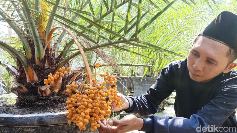 Kurma Nusantara yang Berbuah di Kediri Bikin Penasaran Petani Kurma Nusantara yang Berbuah di Kediri Bikin Penasaran Petani