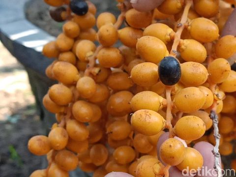 Kurma Nusantara di Kediri