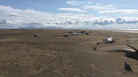 Paus tersebut diyakini berenang ke darat kemudian mati karena dehidrasi. Paus pilot memang kerap terdampar dalam jumlah massal tanpa penyebab yang jelas. Reykjavik Helicopters/via REUTERS.