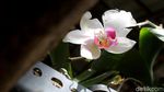 Foto: Mamasa Orchid, Taman Anggrek Cantik di Sulawesi Barat