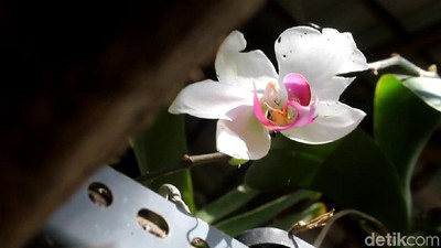 Foto: Mamasa Orchid, Taman Anggrek Cantik di Sulawesi Barat