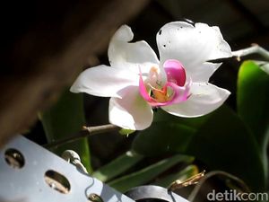 Foto: Mamasa Orchid, Taman Anggrek Cantik di Sulawesi Barat