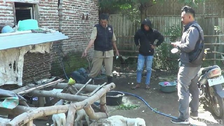 Domba Warga di Probolinggo Ditemukan Mati Misterius Domba Warga di Probolinggo Ditemukan Mati Misterius