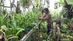 Foto: Mamasa Orchid, Taman Anggrek Cantik di Sulawesi Barat