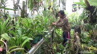 Koleksi anggrek di sini pun beraneka ragam, bisa menjadi pilihan variatif untuk para pengunjung (Abdy/detikcom)