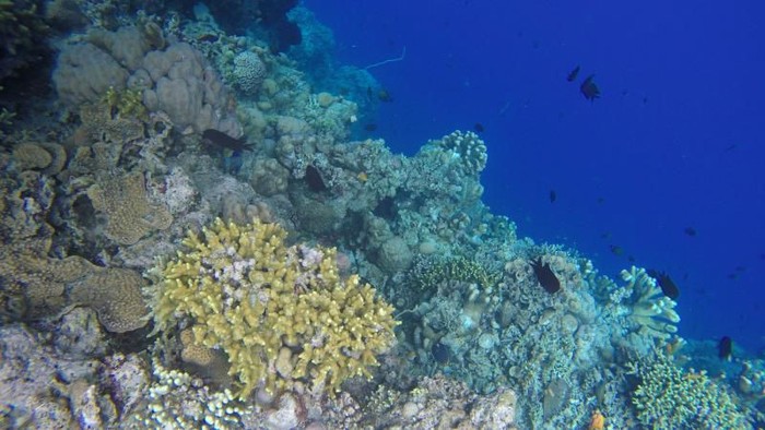bunaken