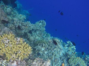 Taman Nasional Bunaken, Pesona Bawah Laut di Utara Sulawesi yang Memukau