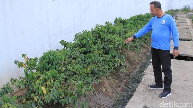 Melihat Budidaya Kopi Ala Narapidana di Lapas Narkotika Jelekong