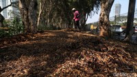 Meski belum pada puncak kemarau, Taman Kemayoran sudah terlihat mengering.