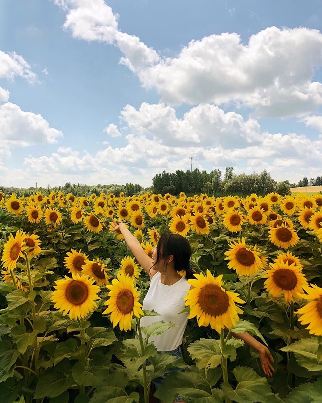 Boggle Seeds, pertanian bunga matahari di Ontario, Kanada, terpaksa ditutup selamanya bagi para turis, setelah pekarangan bunga mereka tak lagi indah akibat ulah orang-orang yang mengambil foto untuk diunggah di Instagram. Awalnya keluarga Bogle sebagai pemilik pertanian mengundang pengunjung untuk melihat pekarangan bunga mereka yang sedang bermekaran pada Juli 2018. Namun 7.000 orang yang datang membuat bunga matahari rusak dan terlihat seperti baru terkena bencana. Hanya delapan hari dibuka, pengelola pertanian tersebut mengusir para pengunjung agar jangan datang lagi. Foto: Instagram