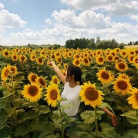 Boggle Seeds, pertanian bunga matahari di Ontario, Kanada, terpaksa ditutup selamanya bagi para turis, setelah pekarangan bunga mereka tak lagi indah akibat ulah orang-orang yang mengambil foto untuk diunggah di Instagram. Awalnya keluarga Bogle sebagai pemilik pertanian mengundang pengunjung untuk melihat pekarangan bunga mereka yang sedang bermekaran pada Juli 2018. Namun 7.000 orang yang datang membuat bunga matahari rusak dan terlihat seperti baru terkena bencana. Hanya delapan hari dibuka, pengelola pertanian tersebut mengusir para pengunjung agar jangan datang lagi. Foto: Instagram