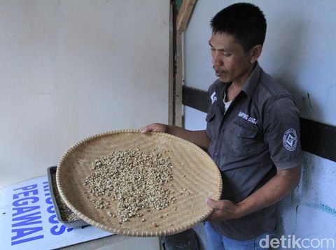 Melihat Budidaya Kopi Ala Narapidana di Lapas Narkotika Jelekong