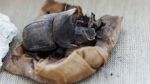 Potret Mumi Kucing, Sang Penjaga Arwah dari Mesir