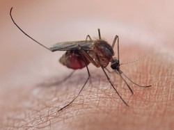 Fakta Virus Oropouche yang Mirip DBD