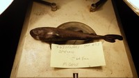 Hiu ini disebut mini karena hanya berukuran 5,5 inch atau setara 14 cm. Dari penampilannya, hiu mini ini sama sekali tidak menakutkan seperti hiu pada umumnya. Foto: Mark Grace/National Oceanic Atmospheric Administration National Marine Fisheries Service Southeast Fisheries Science Center via AP, File