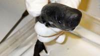 Hiu mini yang ditemukan di Teluk Meksiko, menurut peneliti dari National Oceanic and Atmospheric Administration (NOAA), Mark Grace, merupakan hiu mini kedua yang pernah ditangkap atau direkam. Hiu mini lainnya pernah ditemukan di perairan Samudra Pasifik bagian timur tahun 1979 silam. Keduanya merupakan spesies terpisah, masing-masing berasal dari lautan yang berbeda. Keduanya luar biasa langka, sebut Grace. Foto: Mark Grace/NOAA via CNN