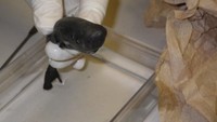 Hiu mini yang diberi nama American Pocket Shark ini merupakan jenis pertama untuk spesies ini yang ditemukan di perairan Teluk Meksiko, cekungan laut di area Samudra Atlantik yang sebagian besar dikelilingi benua Amerika Utara. Foto: Michael Doosey/Tulane University via CBC