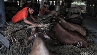 Sejumlah pedagang pun mulai ramai menjajakan beragam hewan kurban jelang Hari Raya Idul Adha, salah satunya seperti di kolong Tol Wiyoto Wiyono ini.