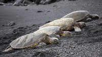 Yang tak kalah menarik adalah pengunjung bisa melihat penyu raksasa Hawaii berkeliaran di kawasan pantai. (iStock)