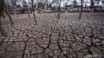 Tanah Retak Akibat Kemarau Jadi Tempat Wisata Baru di Tangerang
