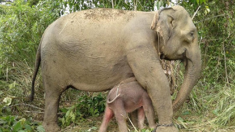 Gajah Suci Lahirkan Anak Kedua, Netizen Diajak Pilih Nama Gajah Suci Lahirkan Anak Kedua, Netizen Diajak Pilih Nama