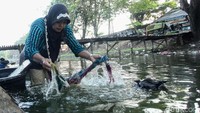 Menurut warga, air di kali tersebut masih bersih untuk mencuci pakaiannya.