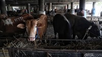 Sapi kurban yang dijual para pedagang tersebut dibanderol mulai dari Rp 20 juta hingga Rp 40 juta tergantung kualitasnya.