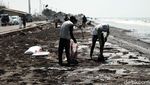 Warga Ramai-ramai Bersihkan Pantai dari Tumpahan Minyak